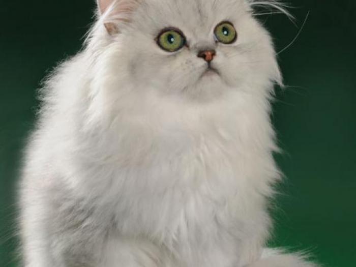 Jasper персидская шиншилла питомника Jasper