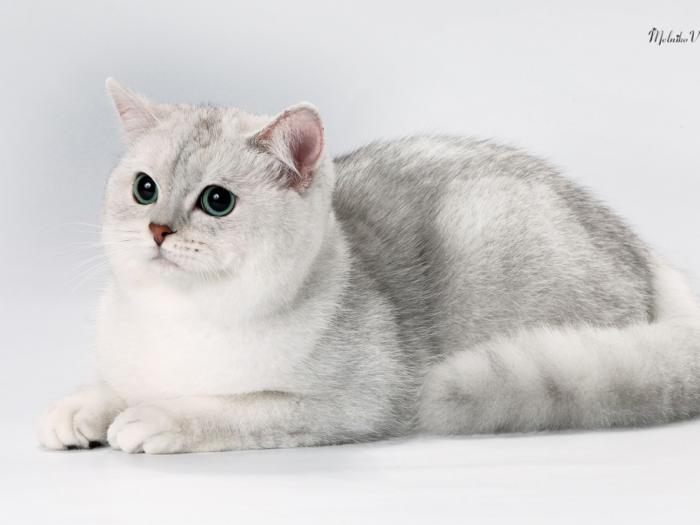 Jasper коты ,британцы питомника Джаспер