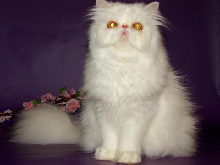 Jasper кошки персы питомника Джаспер