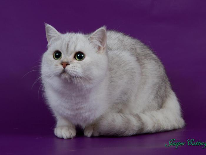 Jasper британские кошки питомника Jasper