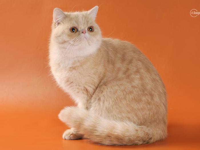 Jasper кошка экзот питомника Jasper