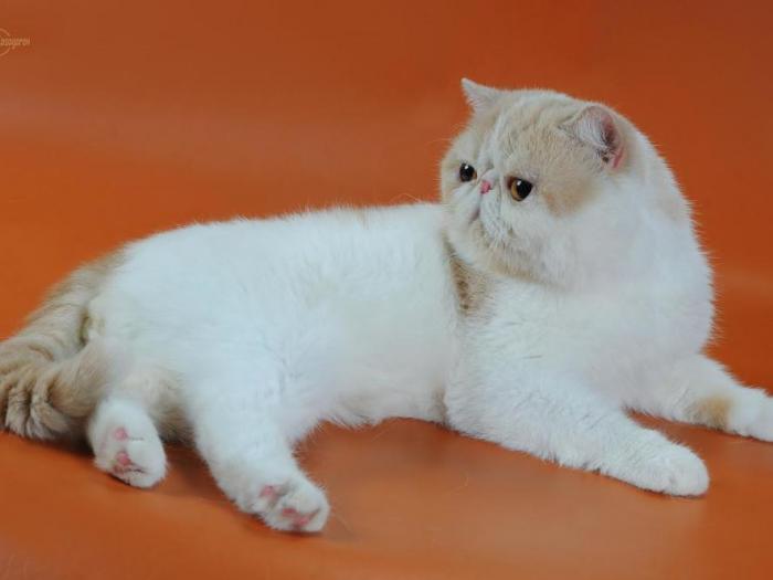 Jasper продажа котята экзоты Украина Джаспер
