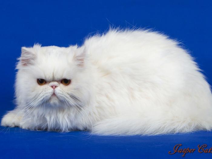 Белый персидский кот Гранди