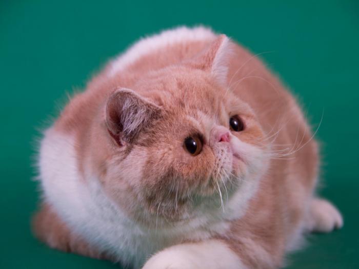Экзот Корандо