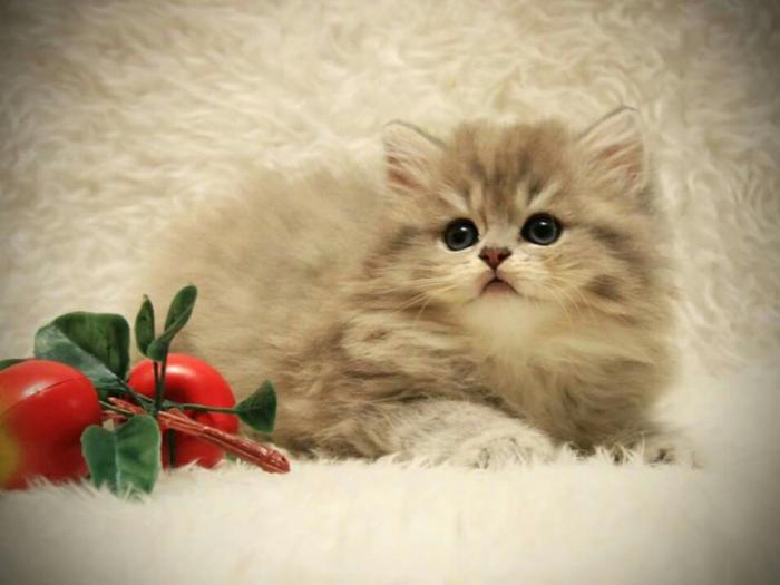Котята 