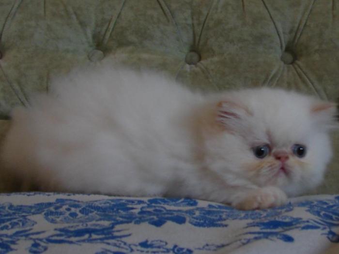Кошенята знайшли свої нові родини