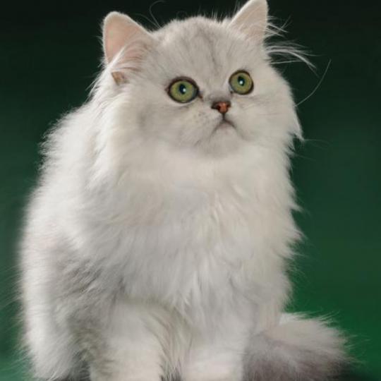 Jasper персидская шиншилла питомника Jasper