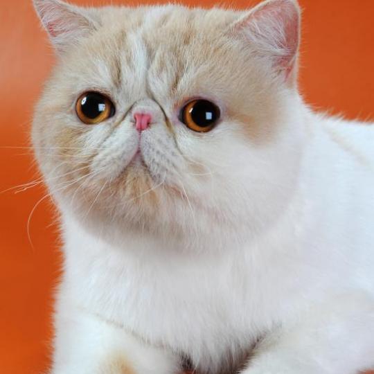 Jasper коты экзоты питомника Джаспер