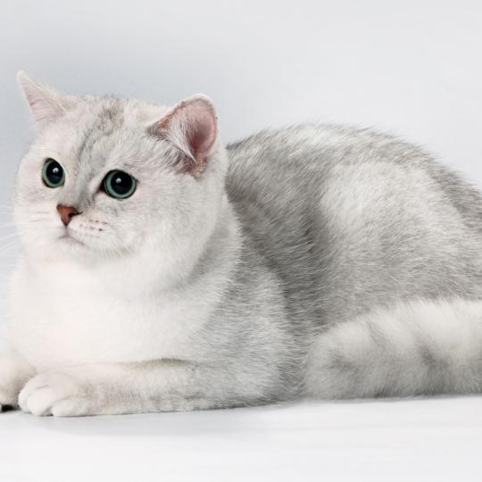 Jasper коты ,британцы питомника Джаспер