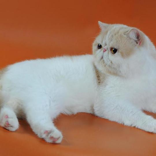 Jasper продажа котята экзоты Украина Джаспер